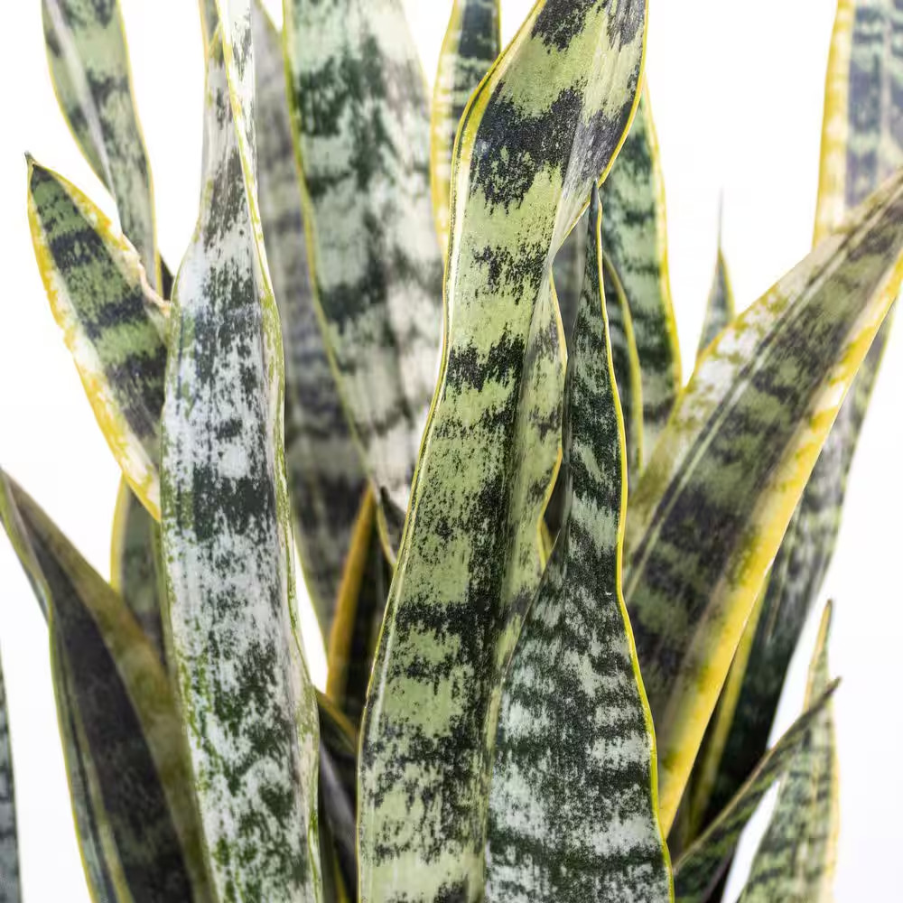 Live Sansevieiria Laurentii Indoor Snake Plant in 9.25 Inch Grower Pot