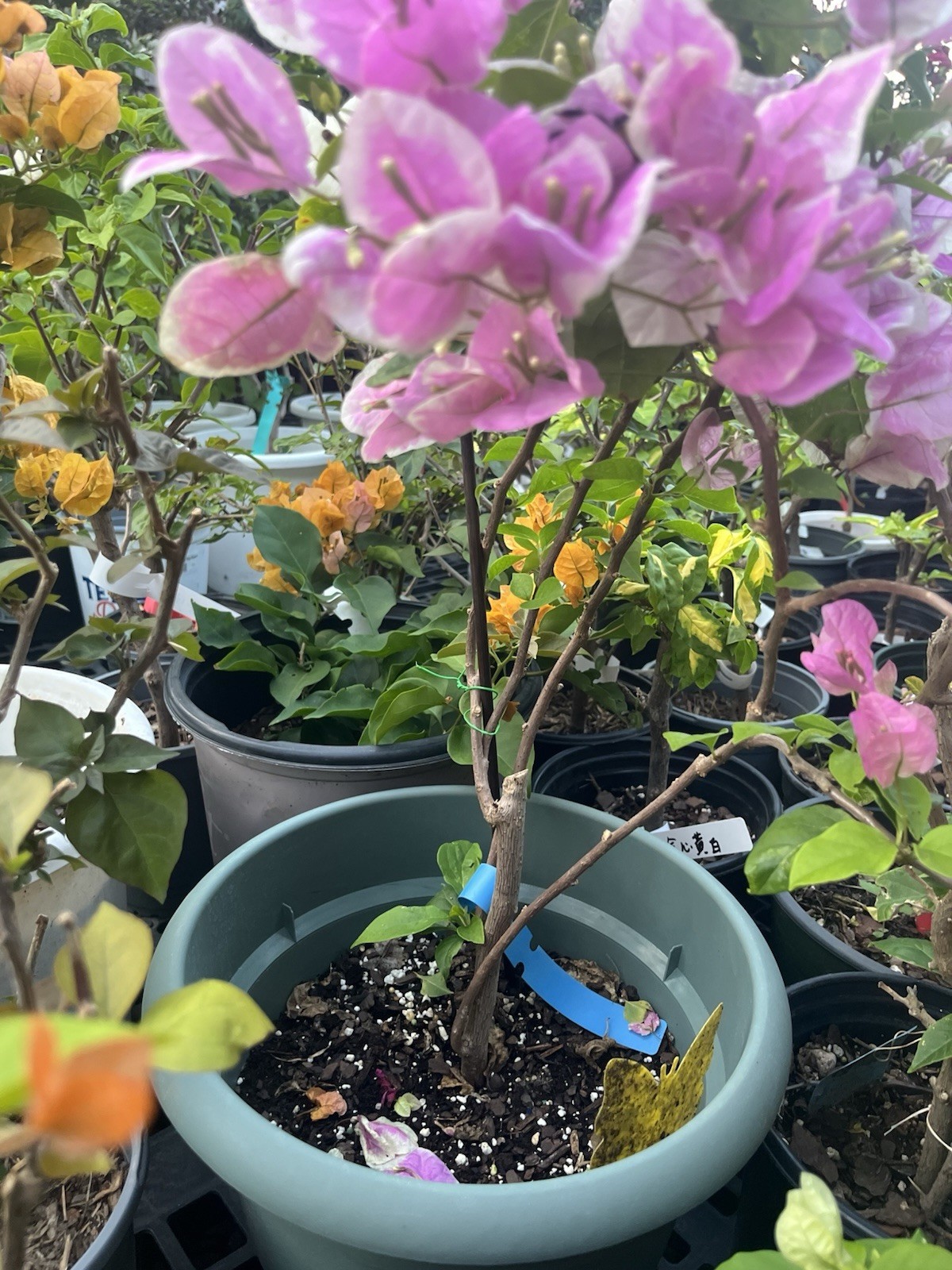 Multi 漳红樱三角梅 Makris/Aiskrim (Ice Cream) bougainvillea Bonsai own 18-20 in