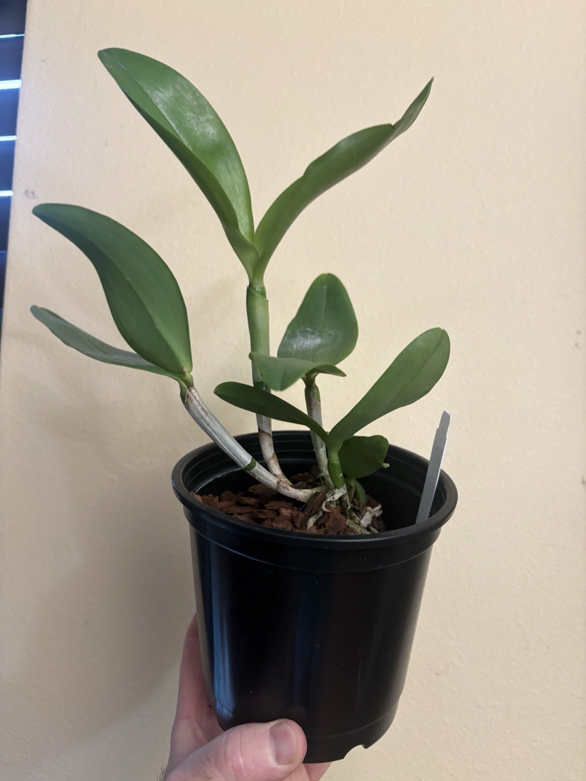 Cattleya amethystoglossa var. coerulea – Orchid Species – RareForm – 5″ Pot
