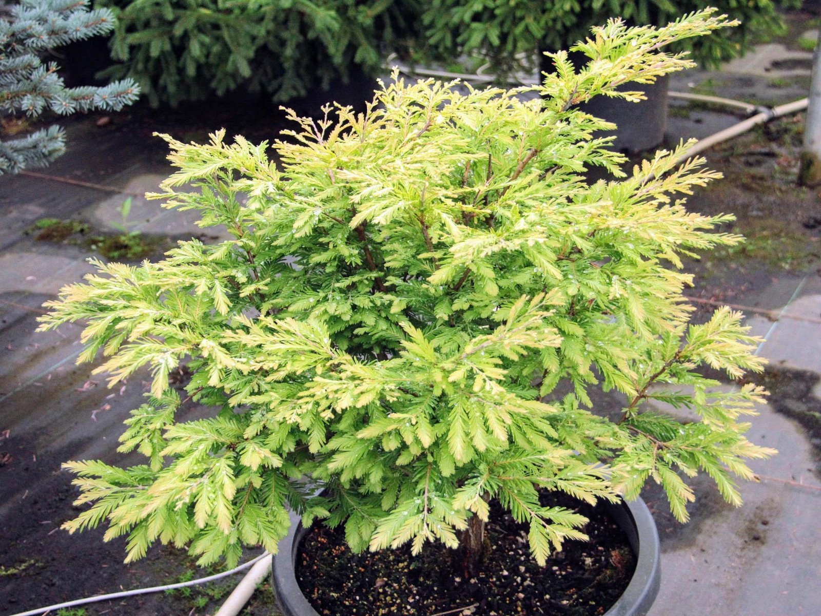 Variegated Dawn Redwood ‘Northlight’– Rare Dwarf Tree- #1 Container