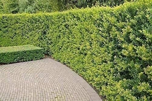 Ilex Needlepoint Chinese Holly | Quart | Ilex cornuta | Evergreen Privacy