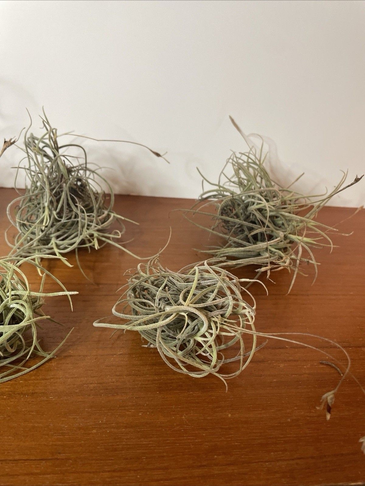 Air Plant Live Lot Tillandsia Recurvata 6 Clusters Ball Moss Wild Decor