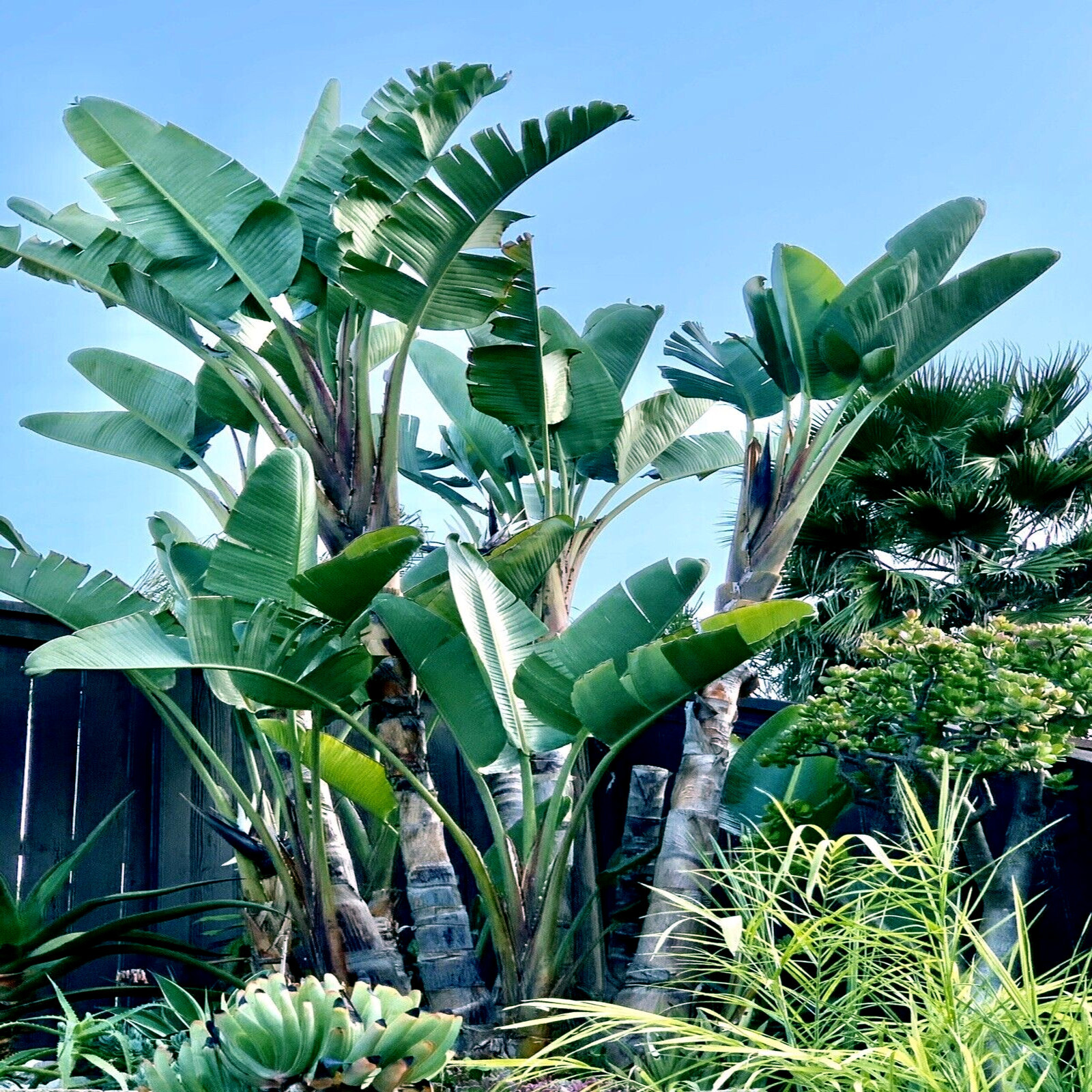 GIANT WHITE BIRD of PARADISE SEEDS (Strelitzia nicolai) Tropical Flower Plant