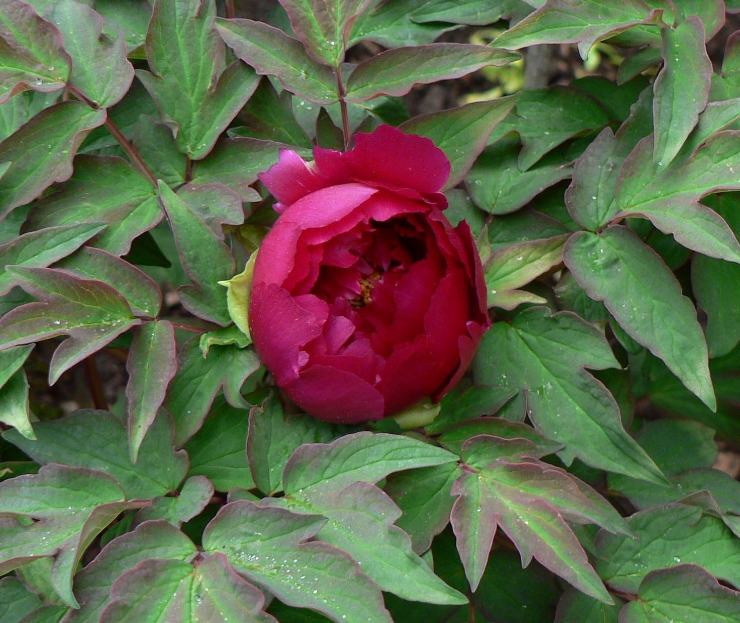 “Dark Gold Dazzle Splendor” large flower tree peony