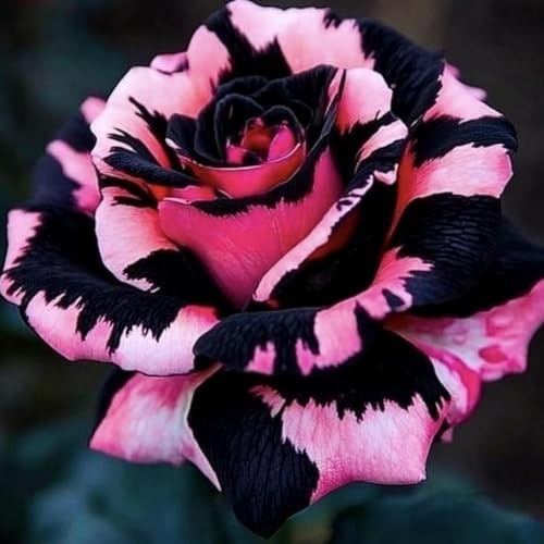 300+ Mixed Rare Rose Seeds for Planting Flower Bush Perennial Shrub Hybrid Rose