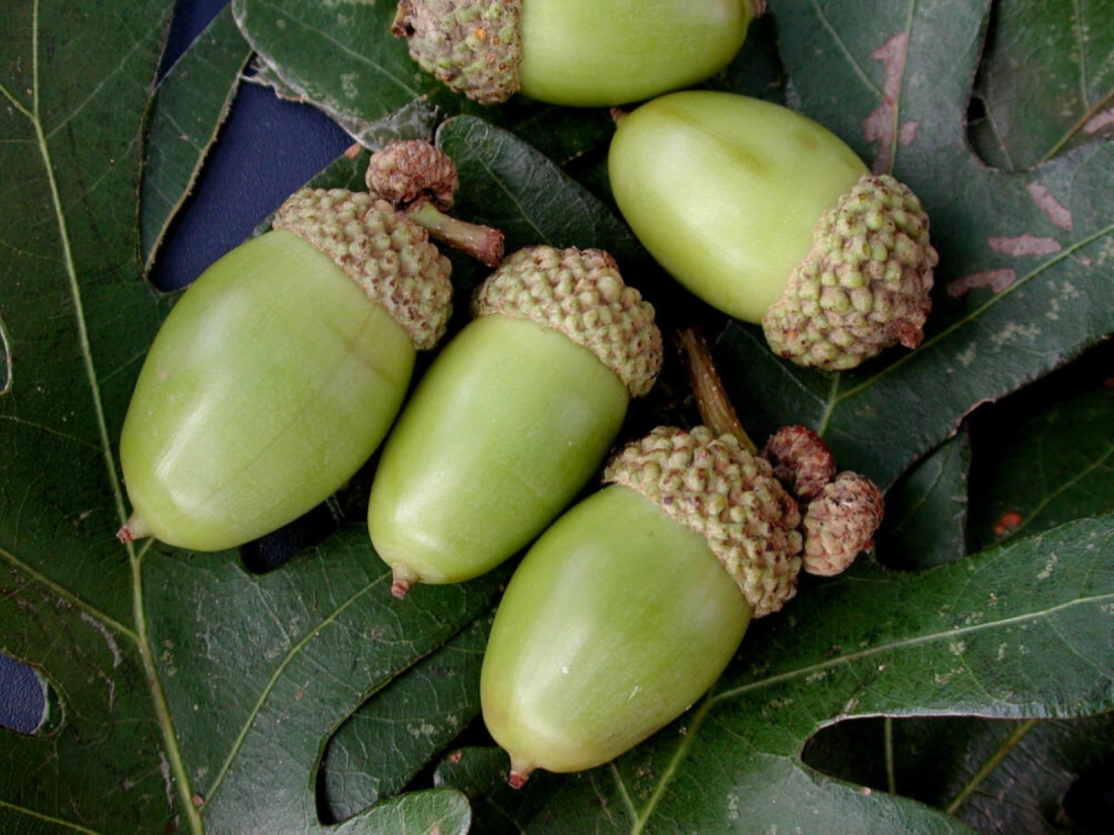 6 Plants Quercus robur Fastigiata , Columnar English Oak, 1 year old
