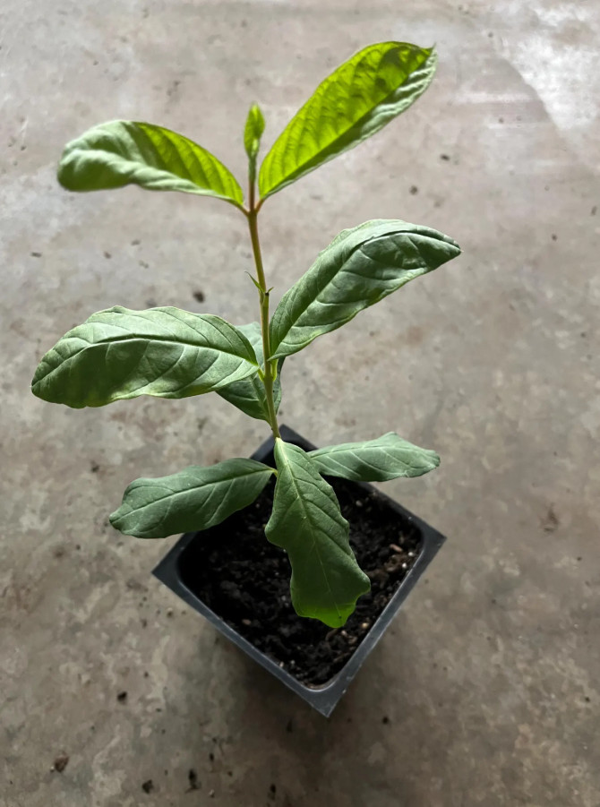 White Guava Live Plant – 8-10″ Tall in 4” Pot – Tropical Fruit Tree
