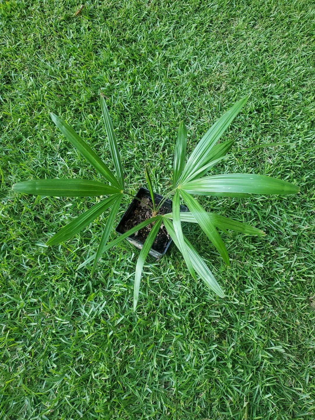 Trachycarpus fortunei Tesan 1 gallon