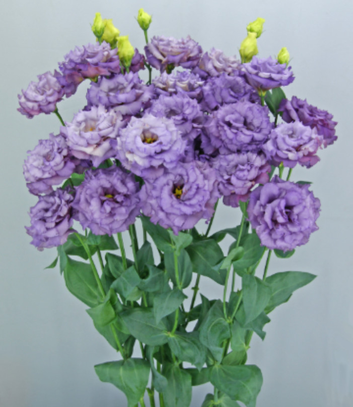 Celeb 2 Metallic Blue Lisianthus Plug Plant – 2-4″ Tall – Metallic Blue Flowerin
