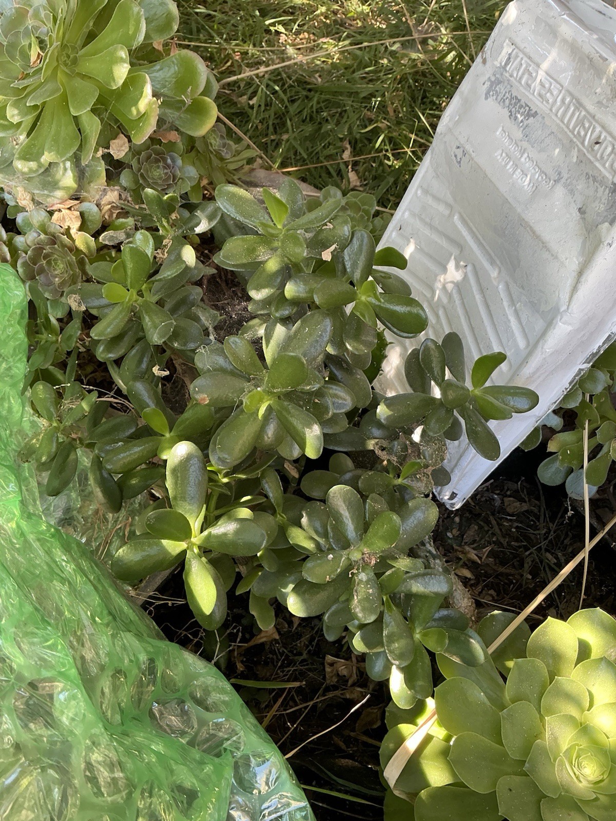 Healthy lush green Crassula Ovata Jade Plant cluster, Rooted 19” tall with roots