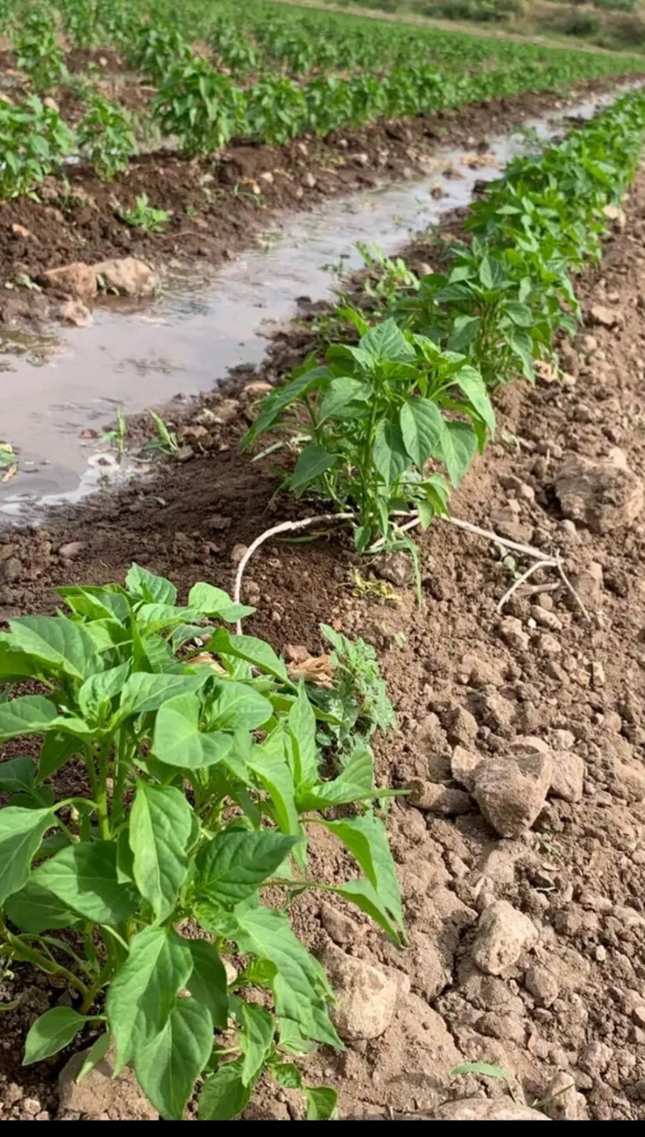 220 SEEDS Hatch (New Mexico) Chile Pepper Mild Spicy | USA Grown