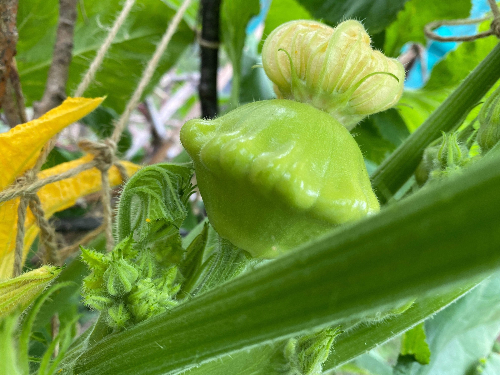 20 Green Tint BUSH SCALLOP SQUASH Patty Pan Cucurbita Pepo Vegetable Seeds