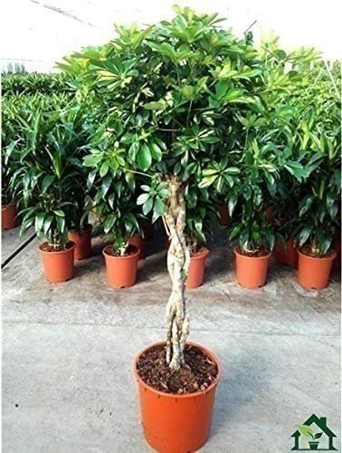 Arboricola Variegated Schefflera Trinette Umbrella | 1 Extra Large 3 Gallon