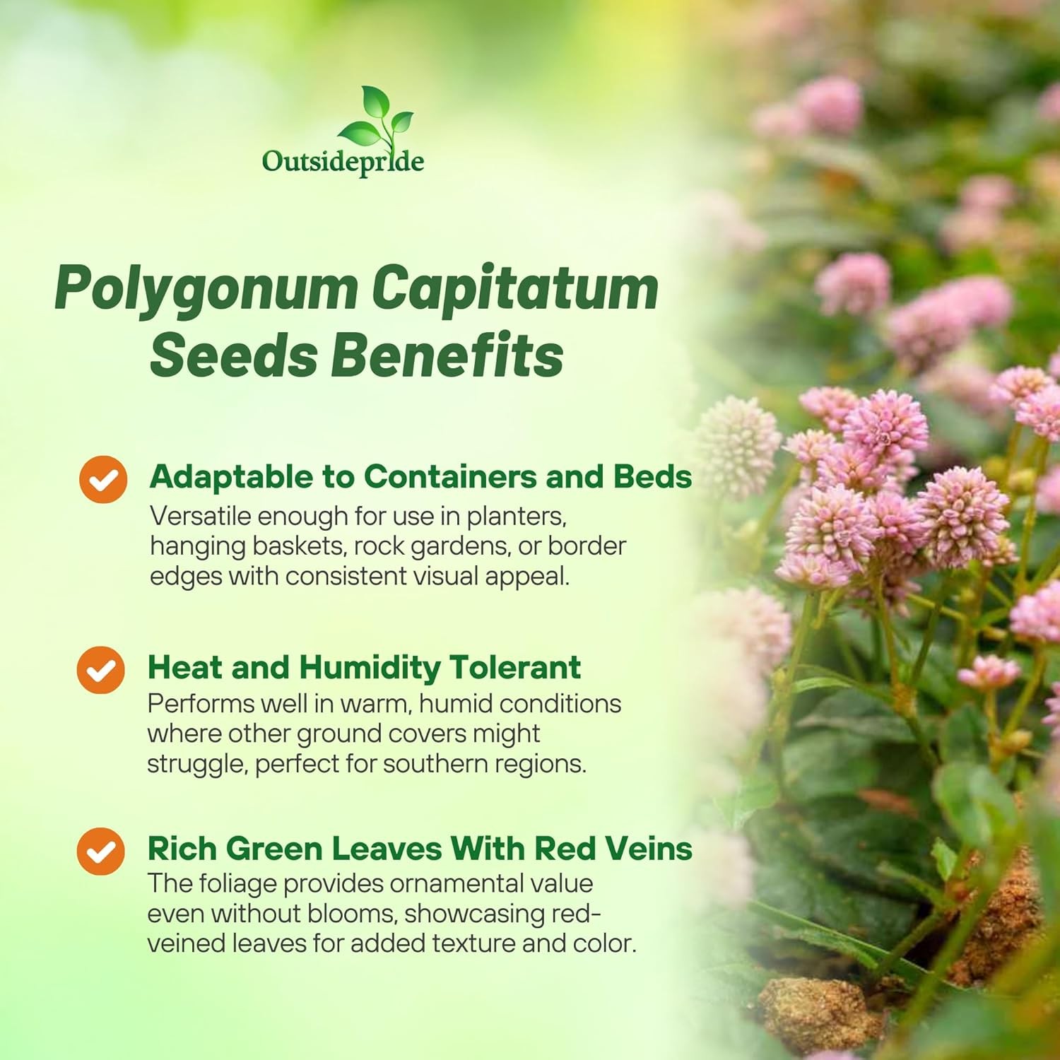 2000 Seeds Polygonum Capitatum Seed – Pink Knotweed Ground Cover Seeds