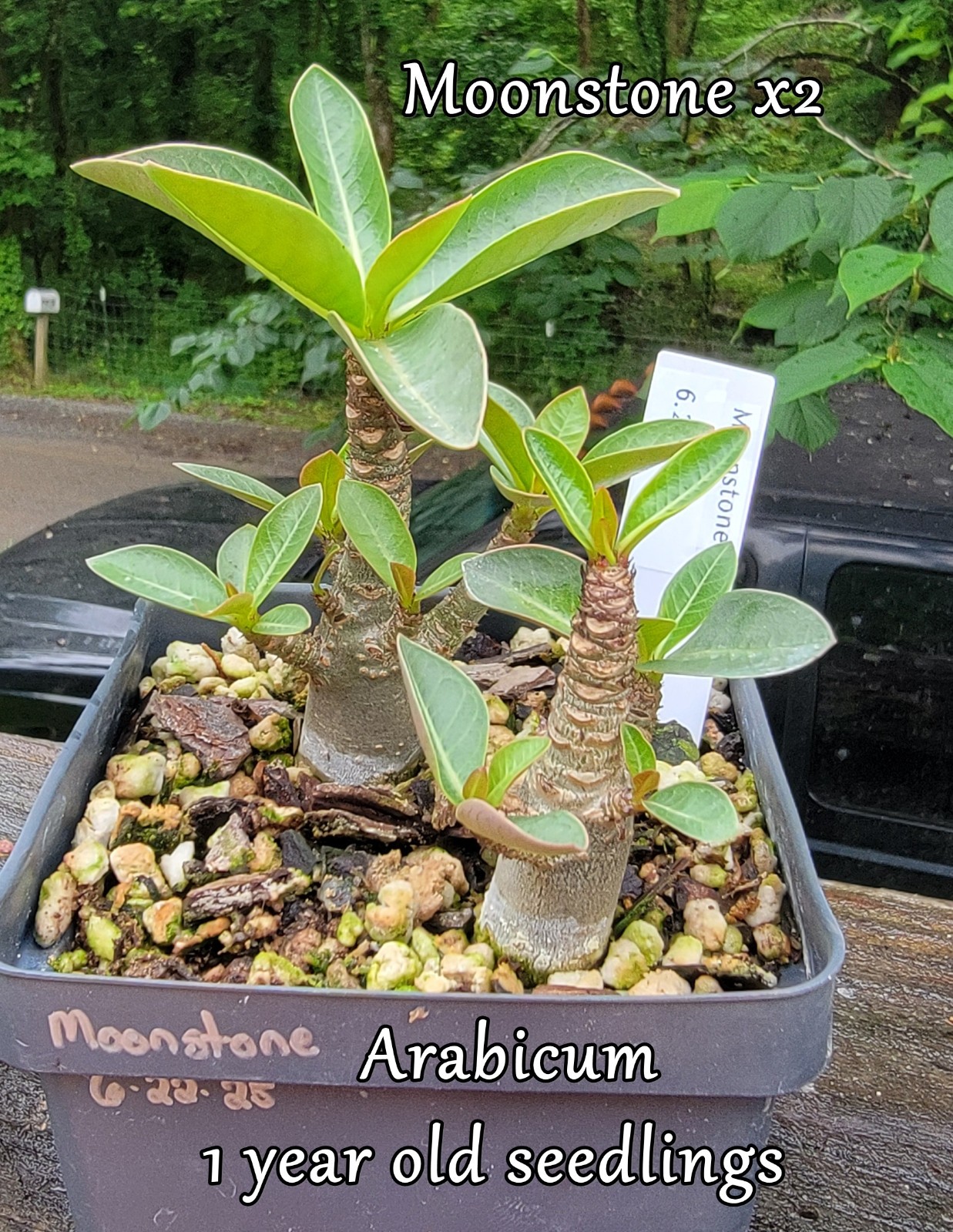 Adenium DOHFARENSE SUPERFAT Caudiciform 3 EXACTPlants 100%USAgrown RAREUncommon