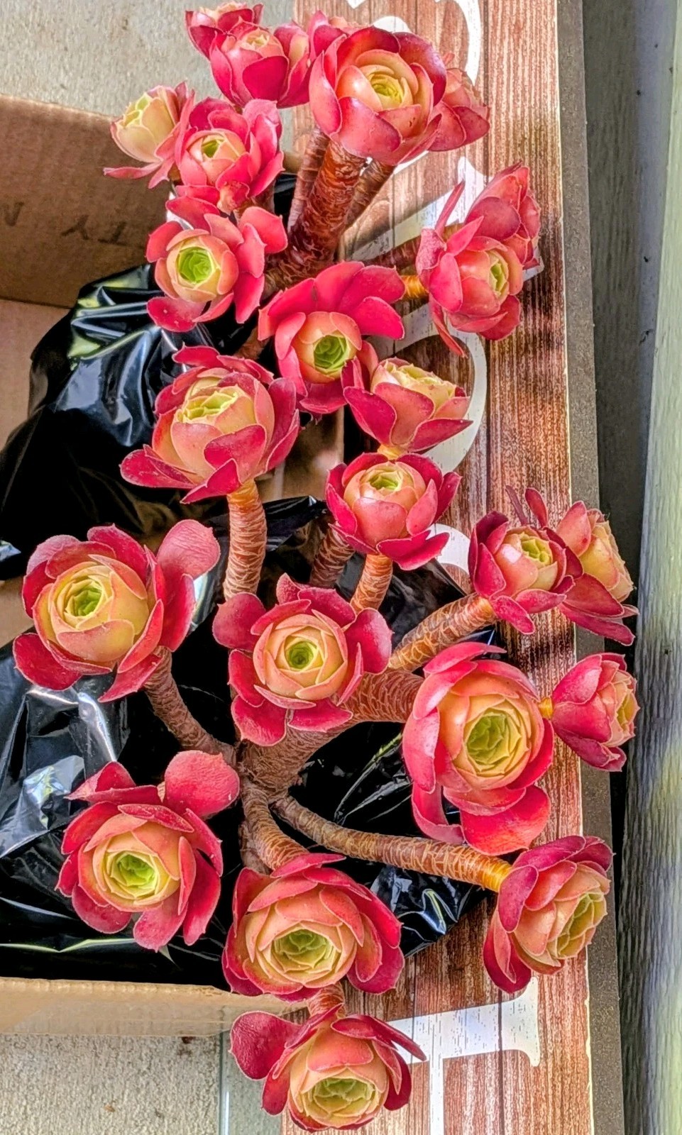Buy One Get One 20″H~22″H Clustered Roses Aeonium Tree Stumps @Door Pick Up