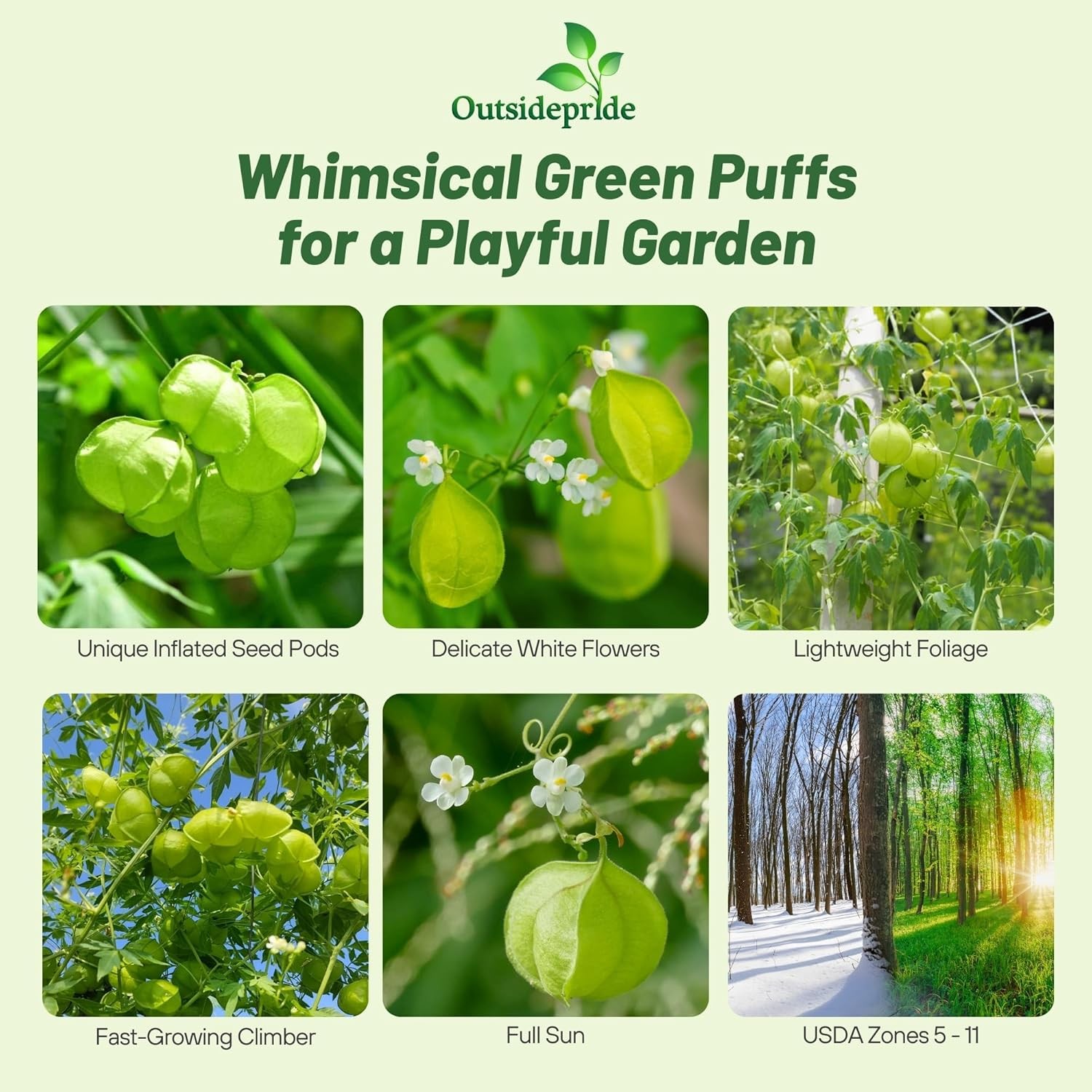 100 Seeds Cardiospermum Halicacabum Seeds – Balloon Vine Flower Seeds