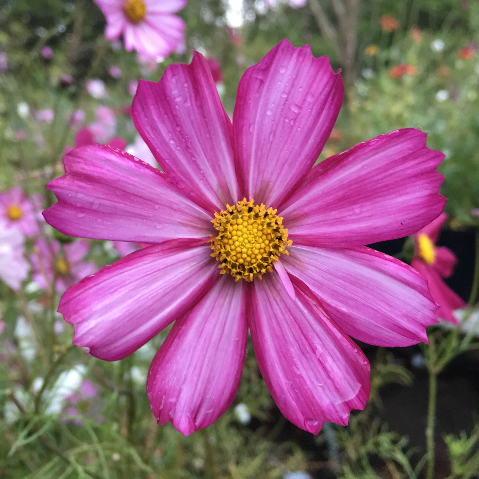 500 PICOTEE PURPLE COSMOS Seeds (Cosmos bipinnatus) | NON-GMO | Free shipping