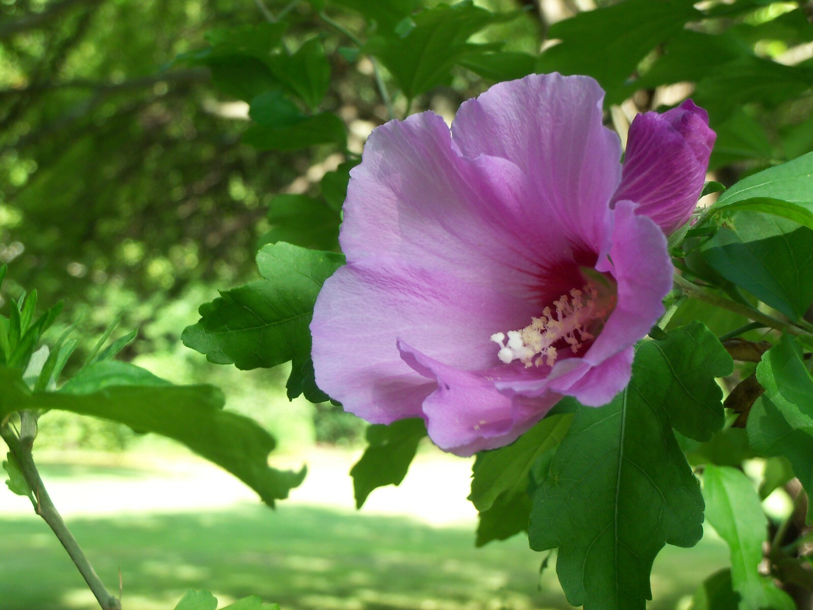 100+ Seeds of White/Violet/Pink Shrub Althea Rose of Sharon (Hibiscus syriacus)