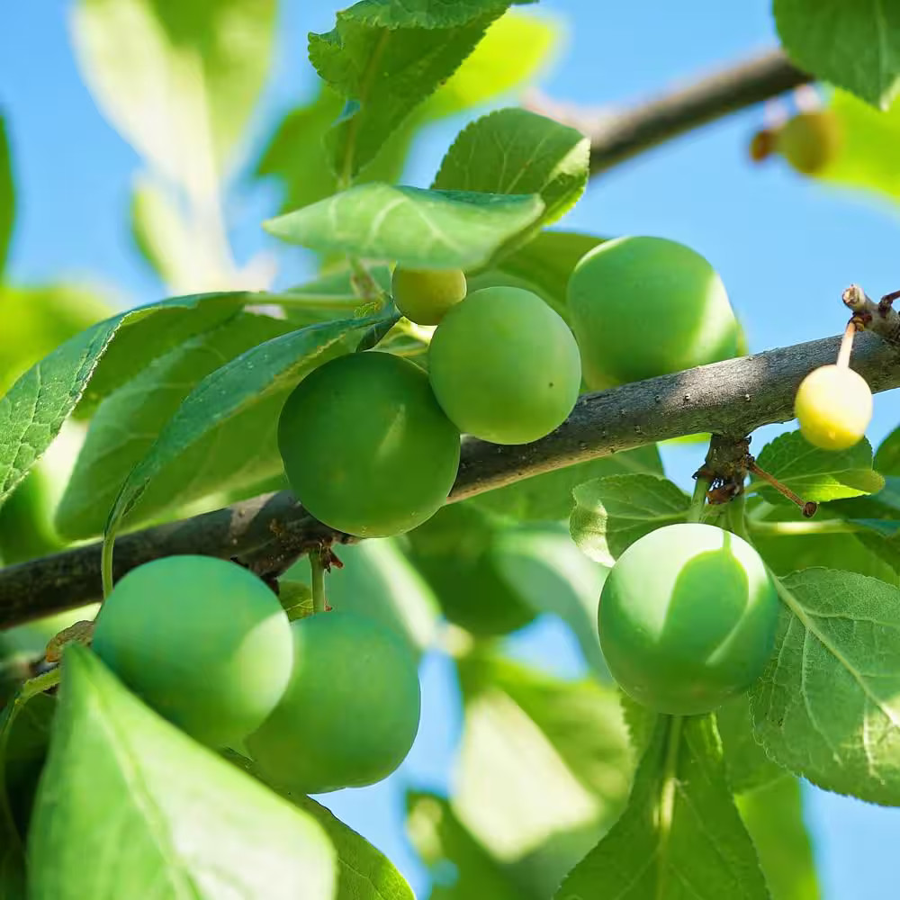 Green Gage Plum Fruit Tree (7 Gal.)