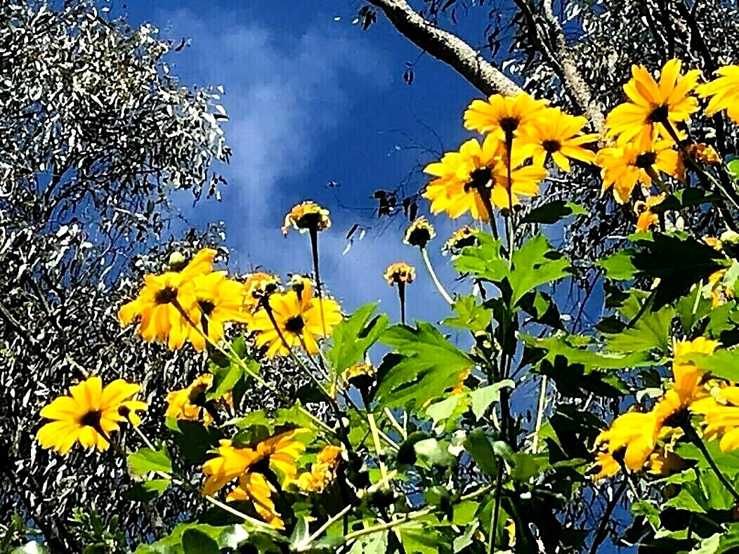 4 Live Rooted Cuttings Yellow Mexican Sunflower Tithonia diversifolia.