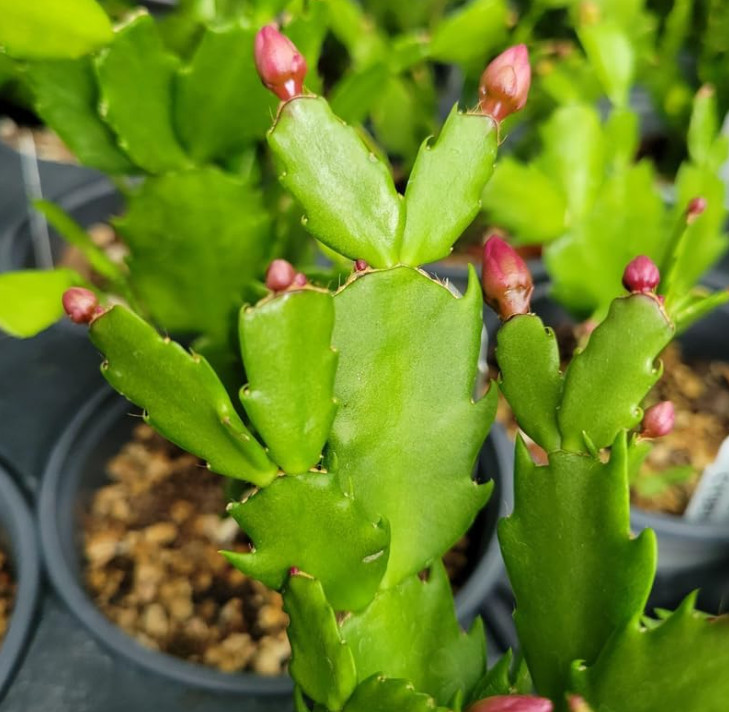 4 Mix Color Christmas Cactus Live Plant for Planting 4-6 Inch Tall in 3″ Pot