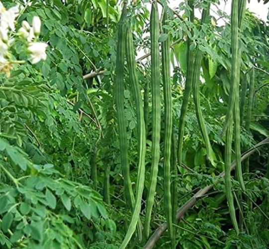 100 Organic Moringa Seeds for Edible Growth – Perfect for -Round Planting