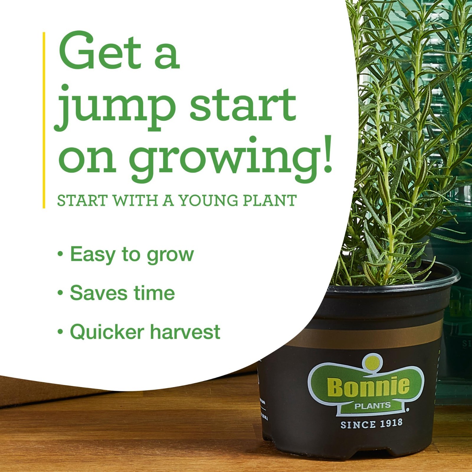 Jalapeno Hot Pepper Live Plants with Miracle-Gro Plant Food, 4-Pack for Gardens