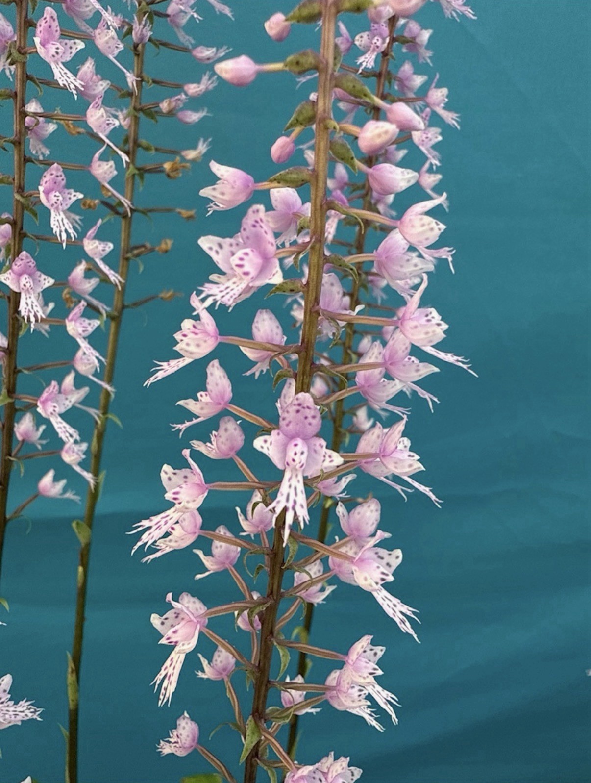 Stenoglottis longifolia NBS Pink Purple Orchid Species 2″ RePot NEW GROWTHS