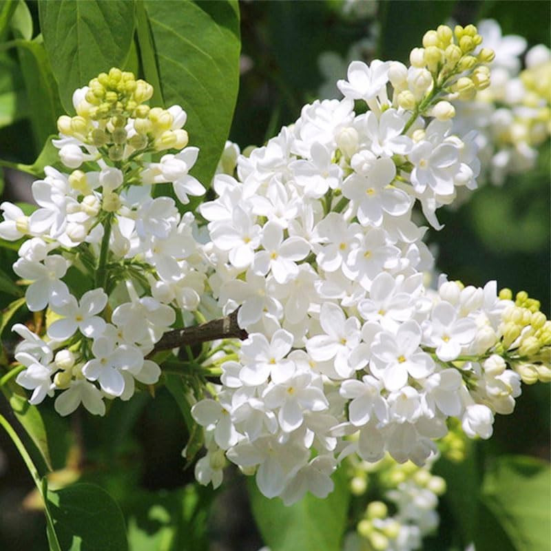 310+ Mixed Lilac Seeds for Planting-Fragrant Flowers Perennial Bush Plants-Peren