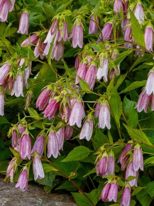 spotted bellflower pink-white-purple mix 150 seeds campanula takesimana-punctata
