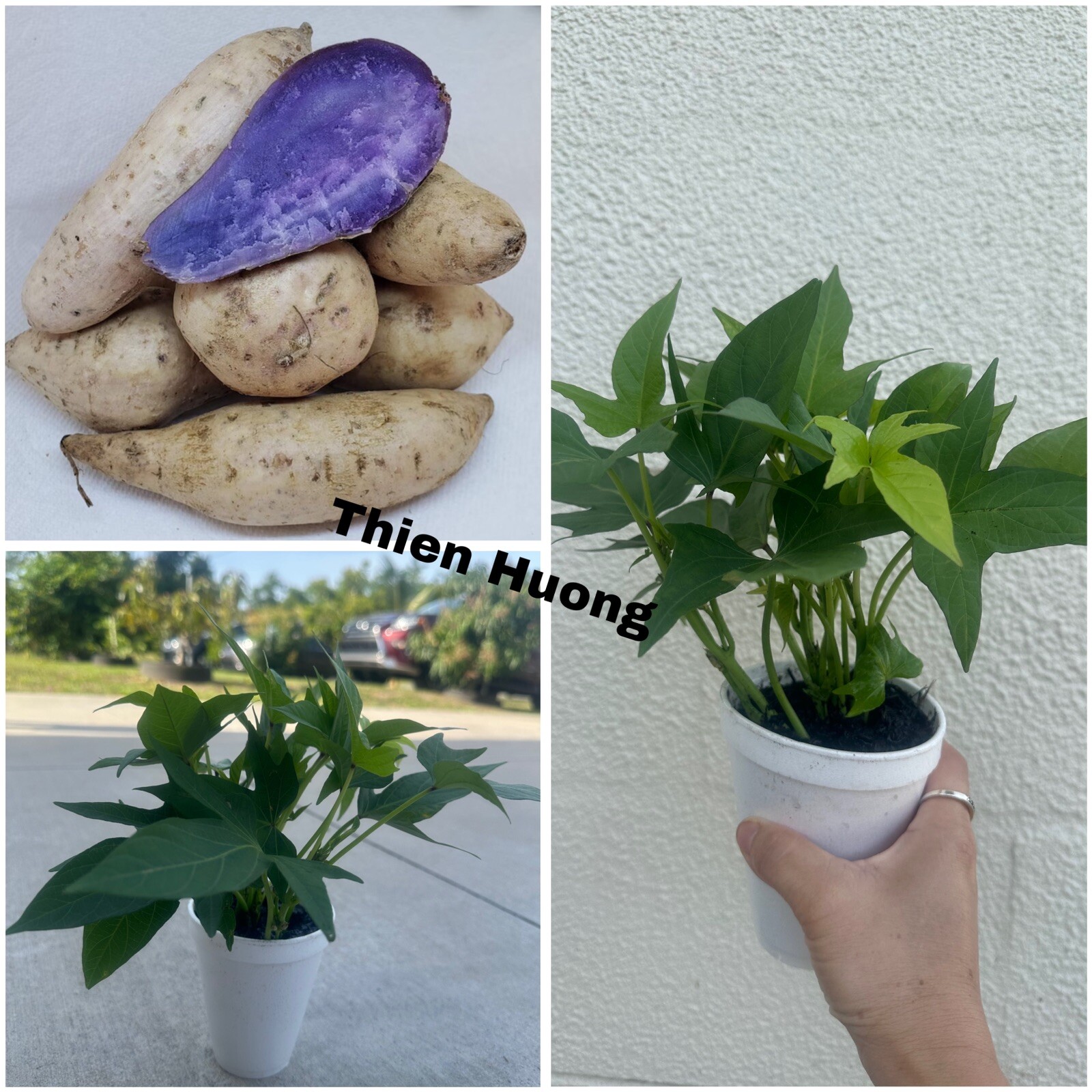 5 Purple And White Japanese Yam Sweet Potato Slips Rooted In A Cup (DâyLangNhat