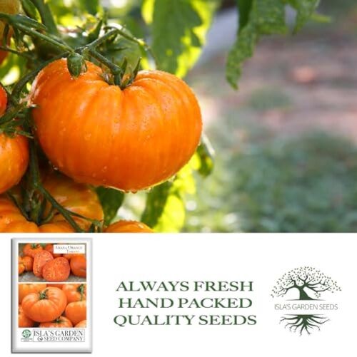 Amana Orange Beefsteak Tomato Seeds (Solanum lycopersicum) – 50+ Heirloom Non