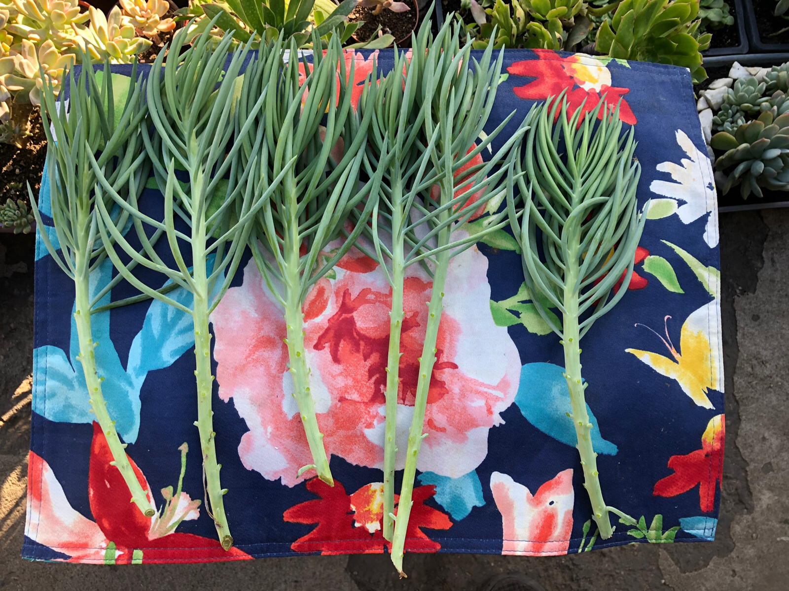 4 Senecio Vitalis Blue Serpents Chalk Fingers Sticks Succulent Plant 10”+Cutting