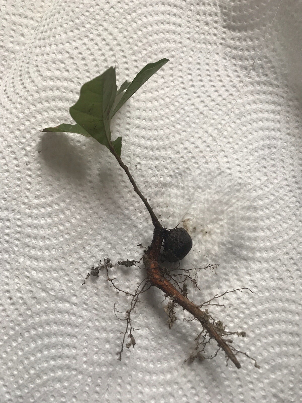 10 Oak Trees Live Plants Seedlings Sapling Acorn Shade 6-12 Inches