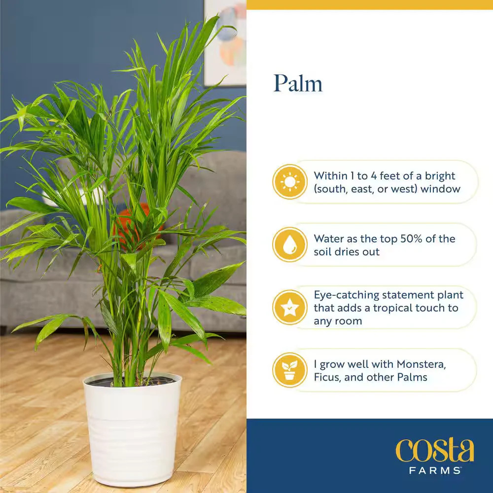 Costa Farms Majesty Palm 8.75in Pot 3-4ft Tall Indoor Live Plant
