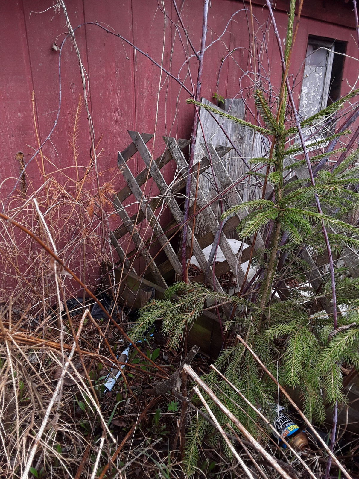 Special Deal Group of Norway Spruce approximately ~10~ Trees