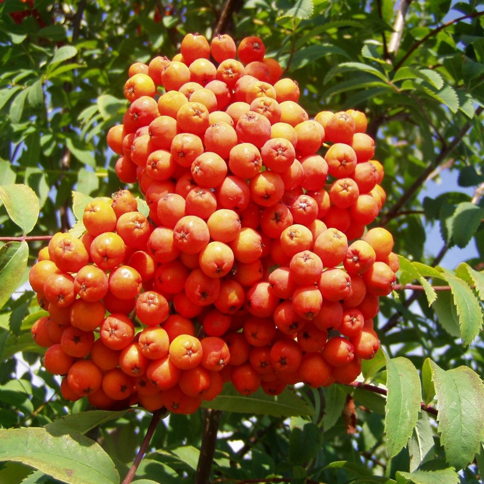 EUROPEAN MOUNTAIN ASH Sorbus Aucuparia 20,50 SEEDS