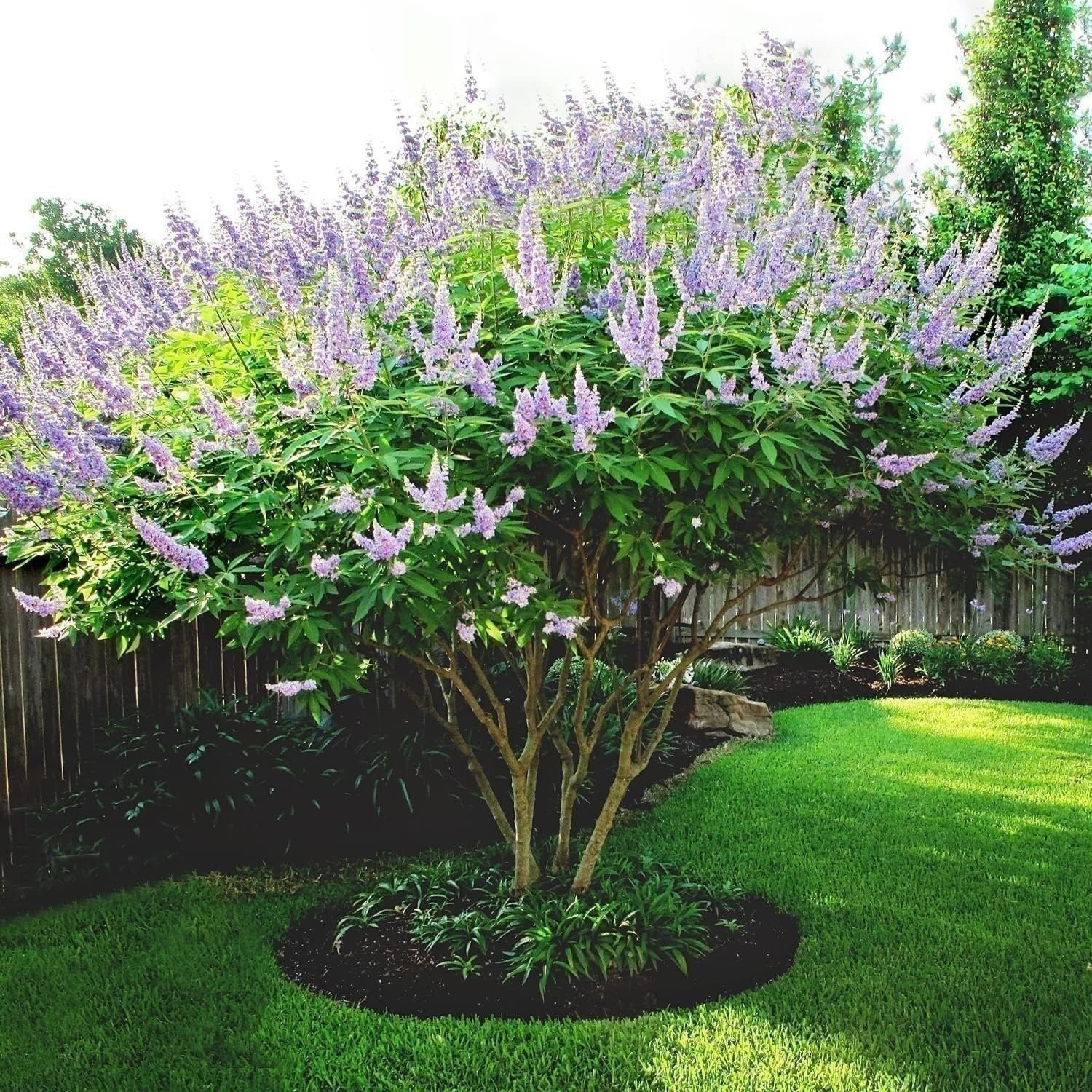 Chaste Tree | 2 Inch | Vitex agnus-castus | Low Maintenance | Purple Flowers