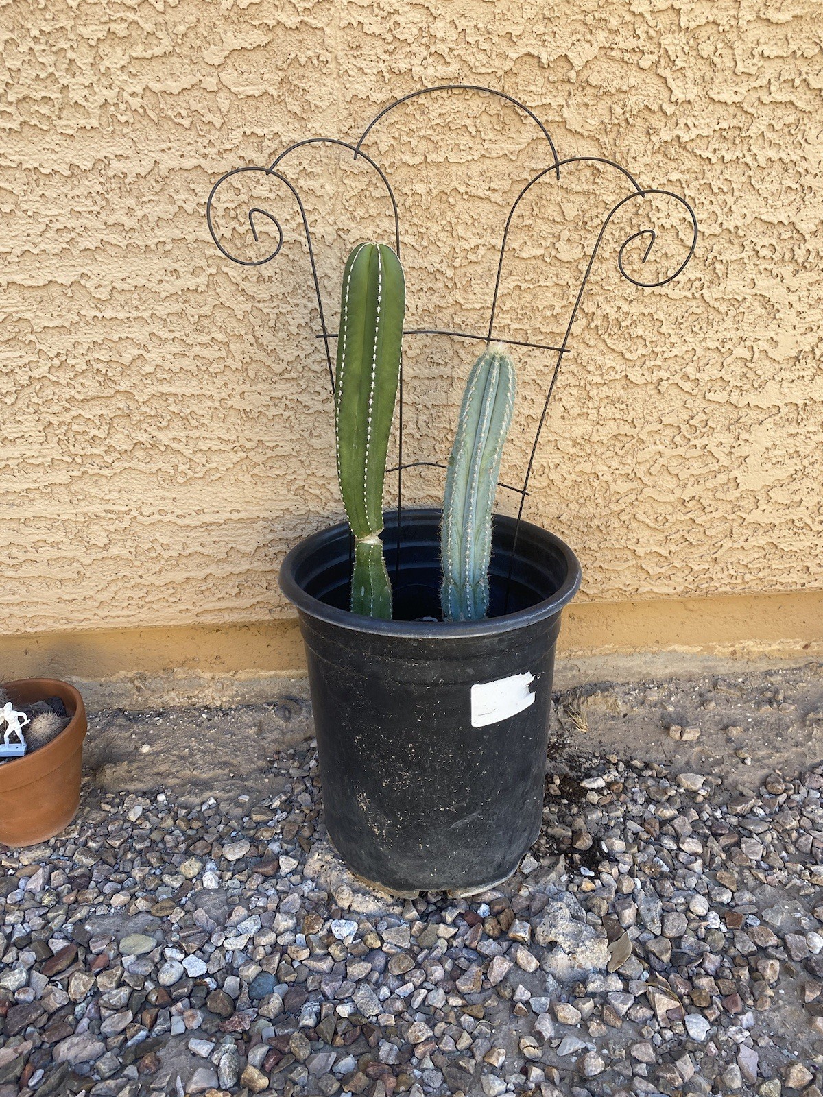 Mexican Fence Post And Blue Torch Cactus