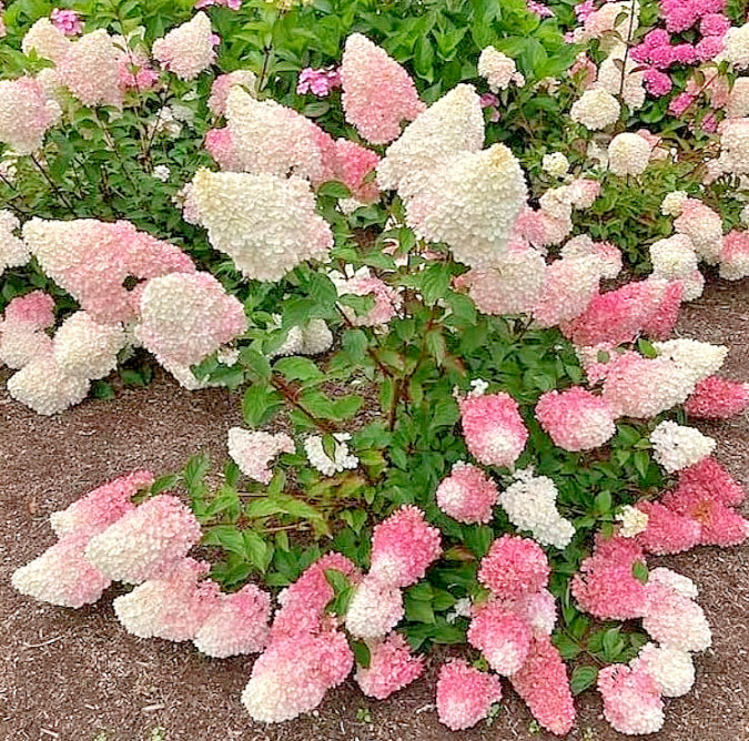 Pinky Winky Hydrangea Live Plant – 6-12″ Tall – 1 Quart Pot – Dwarf – Zones 5-9