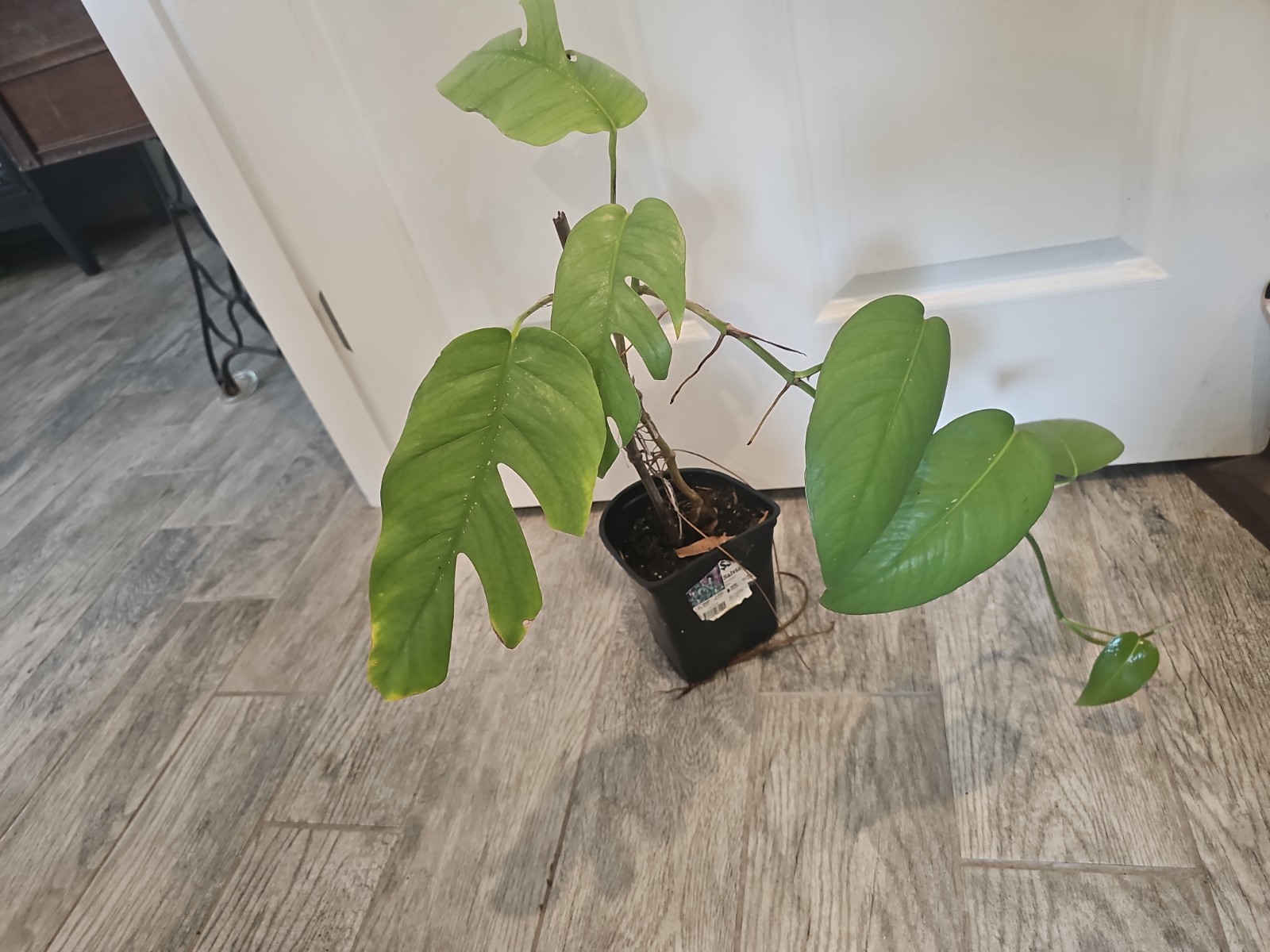 Mature Cebu Blue Pothos Epipremnum Pinnatum Rooted Top Cutting Fenestrated