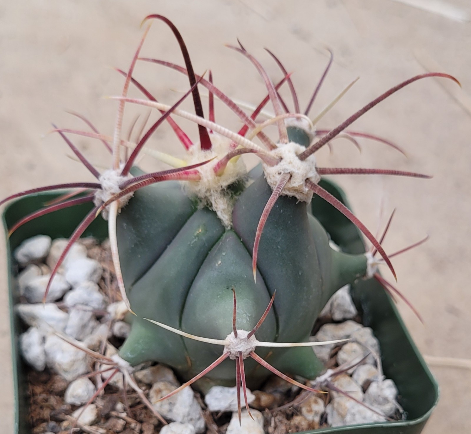 Ferocactus Emoryi ‘Emory Barrel’ 2.5″ Tall – Bare Root