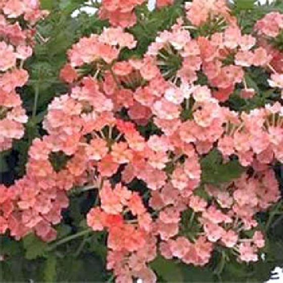 100 Seeds MOSS VERBENA FLOWER FRESH SEEDS B117-B119 Stunning Colors