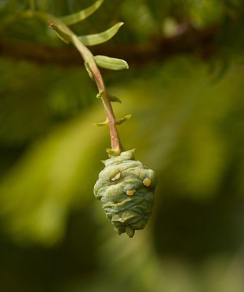 Dawn Redwood, Metasequoia glyptostroboides, Tree Seeds (Fast, Fall Color)