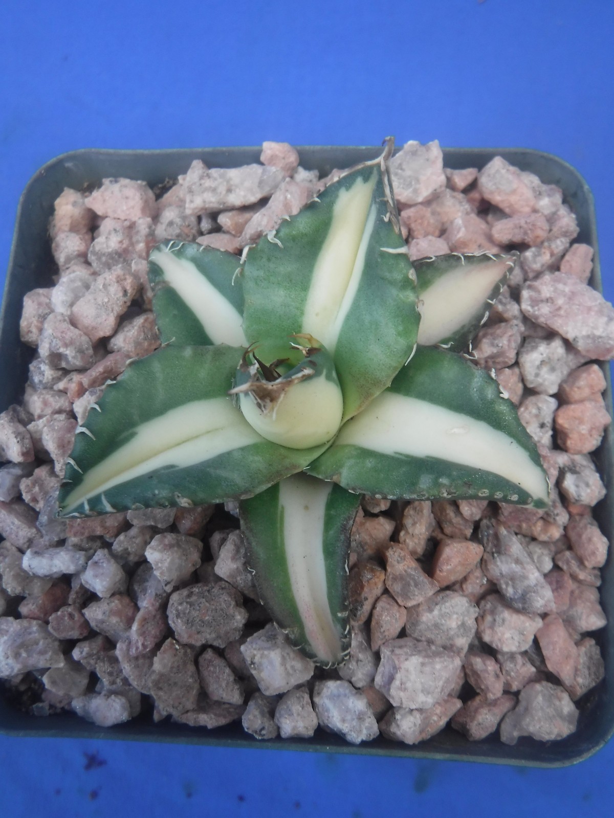 Agave titanota “Sabertooth Tiger” Cousin of “Snaggle Tooth” VARIEGATED 2″-3″ Wd