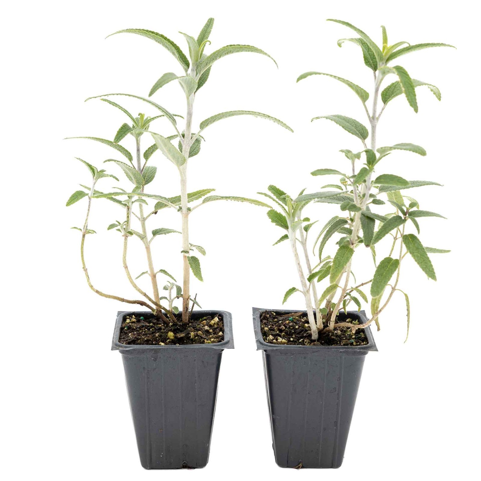 2 Santa Barbara Mexican Sage Plants in 3.5″ Cubes, Live Aromatic Shrub (Salvia)