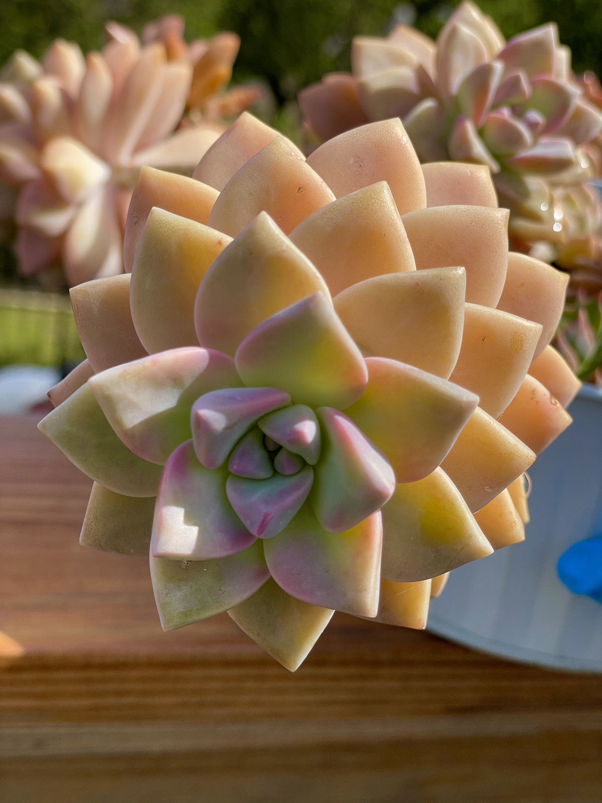 Rare Succulent Graptosedum Ghosty Cactus Live Plant Cutting One-Head 2-3 Inches