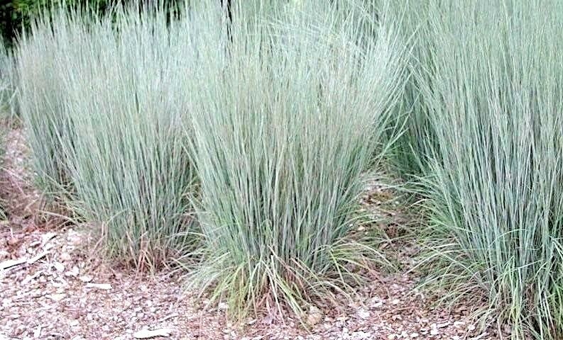 500+ LITTLE BLUESTEM Seeds Native Prairie Grass Ornamental Perennial Fall Colors
