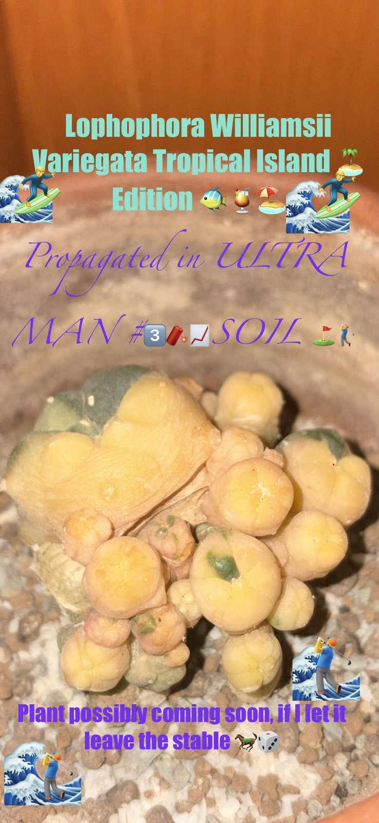 A. kotschoubeyanus
